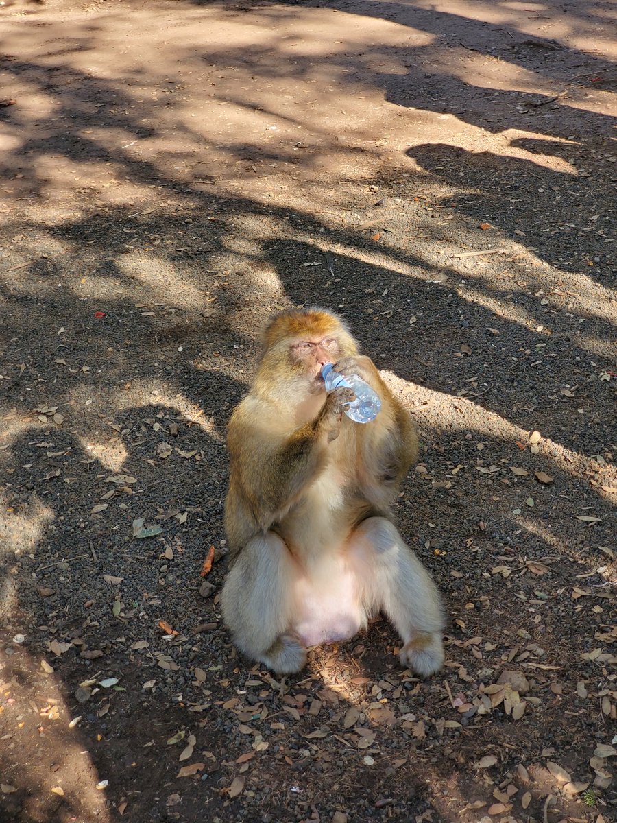 tiffthetechie's tweet photo. Then we played with some wild monkeys. #PassportRequired  #Note10Plus5G https://t.co/1Ua4q5W9TG