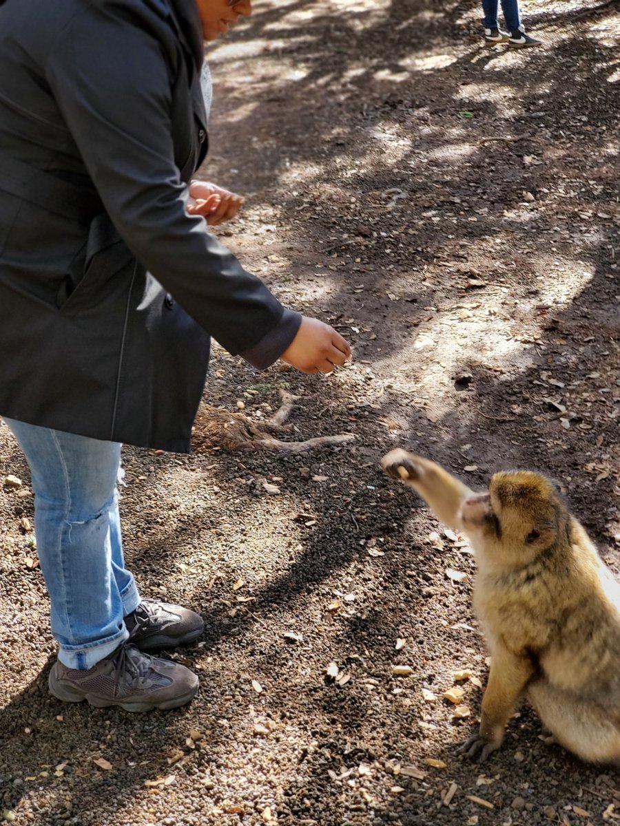 tiffthetechie's tweet photo. Then we played with some wild monkeys. #PassportRequired  #Note10Plus5G https://t.co/1Ua4q5W9TG