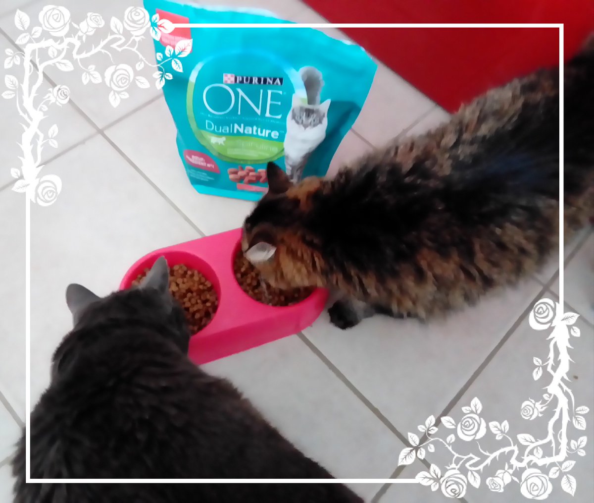 fernanda651965's tweet photo. Test Produits
Après plusieurs semaines mes bébés apprécient toujours autant leurs croquettes @purina a la spiruline .Merci auTests produit du Club Ambassadeurs, du site @nestlecroquonslavie de leurs avoir permis de découvrir ces nouvelles croquettes #AvecDualNature https://t.co/RcS63plVFk