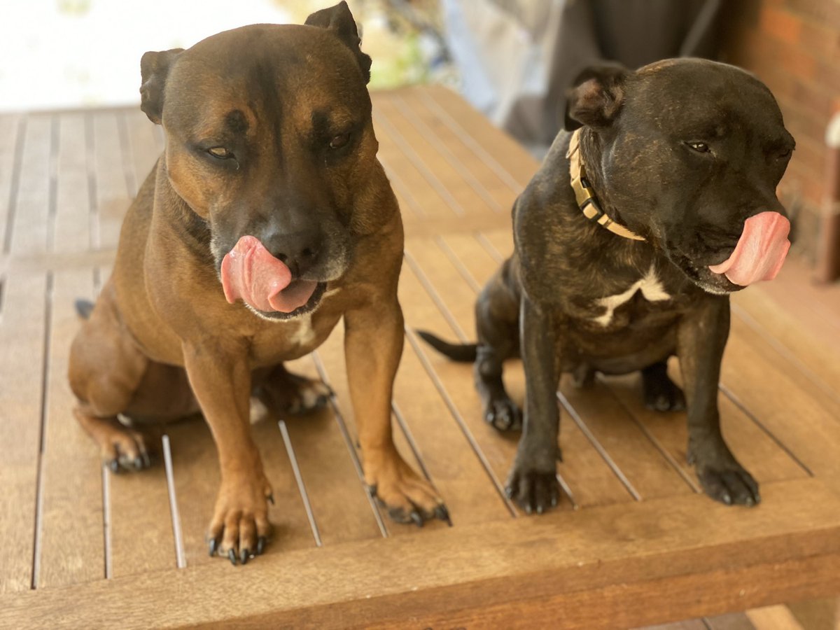 Nice to meet you, we are Mr and Misses lickalot 👅😂 #staffypatrol #jager #ruby #doubleaction #doubletrouble #licklick #lickalot #lickingmachines #mrnmisseslickalot #staffylife #staffystyle #dailystaffy #staffyclub #staffys #staffies #englishstaffys #englishstaffies #tonguesout