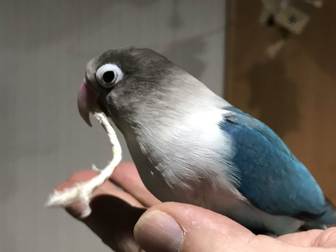 鳥カフェ新潟のtwitterイラスト検索結果
