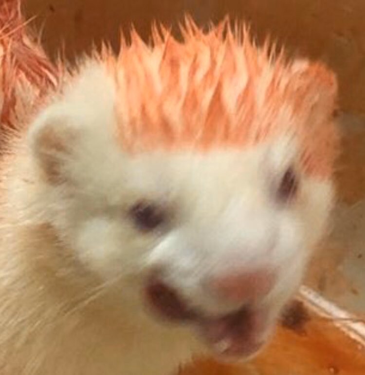 lilangelmegs's tweet photo. @sulkybb same energy https://t.co/Ufx8mXcdLE