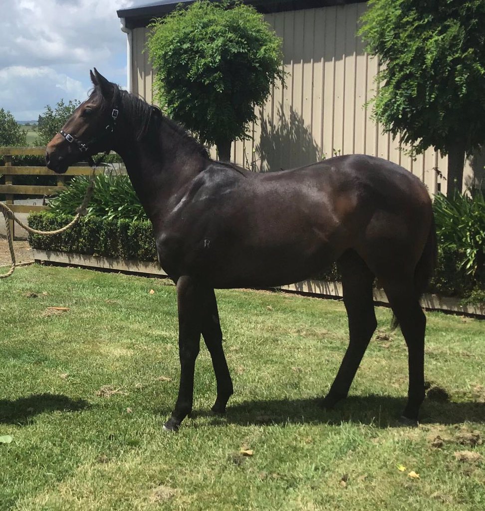 tepahupaddy's tweet photo. The first horse I’ve bred “Lily the Filly” has started her yearling prep ahead of @KarakaChat. Lot952 by @Preferment14 out of Vuela (Anabaa). Family of Imananabaa and Anaheed. #theexcitementbuilds https://t.co/9PGgxRPHd3