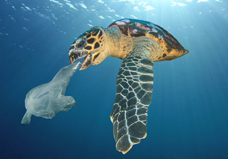 TheCleaningQ's tweet photo. 'An estimated 8 million metric tons of plastic waste (from us!) is making its way into the ocean every year, which in turn can impact over 800 species of ocean life'.

#TheCleaningQuest #cleanerbeach https://t.co/RBv9dv2fL6