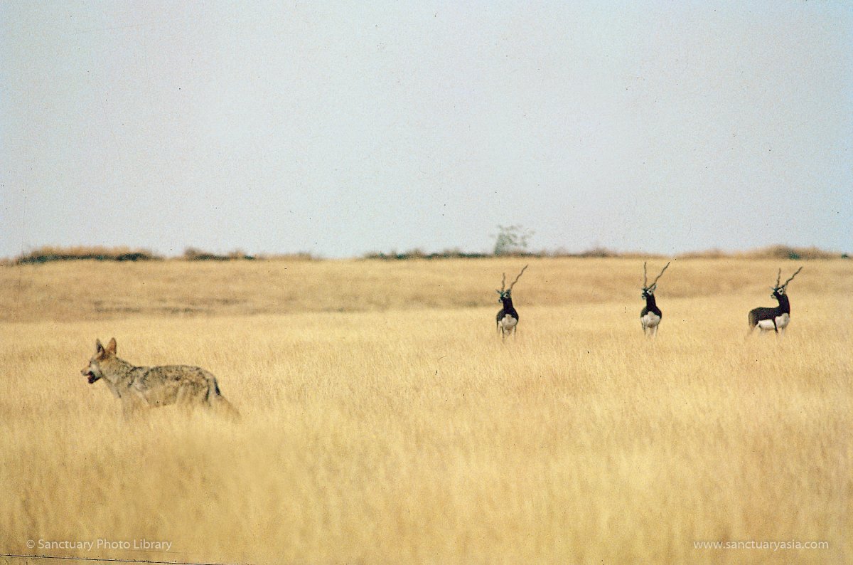 SanctuaryAsia's tweet photo. The #grassland #species of Nannaj fight a long, hard #battle for survival. The critically #endangered #GIB has been hunted over the years for meat and #sport, and now faces #habitat loss. Nannaj is also vital to the #blackbuck &amp; Indian grey #wolf, caught in a single frame here. https://t.co/gXvFAZU6mJ