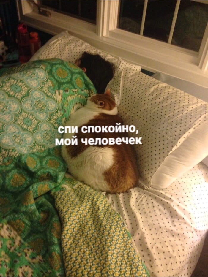 drunktwi's tweet photo. И приз в номинации "кот года" достаётся: https://t.co/2uOL1kLh4G