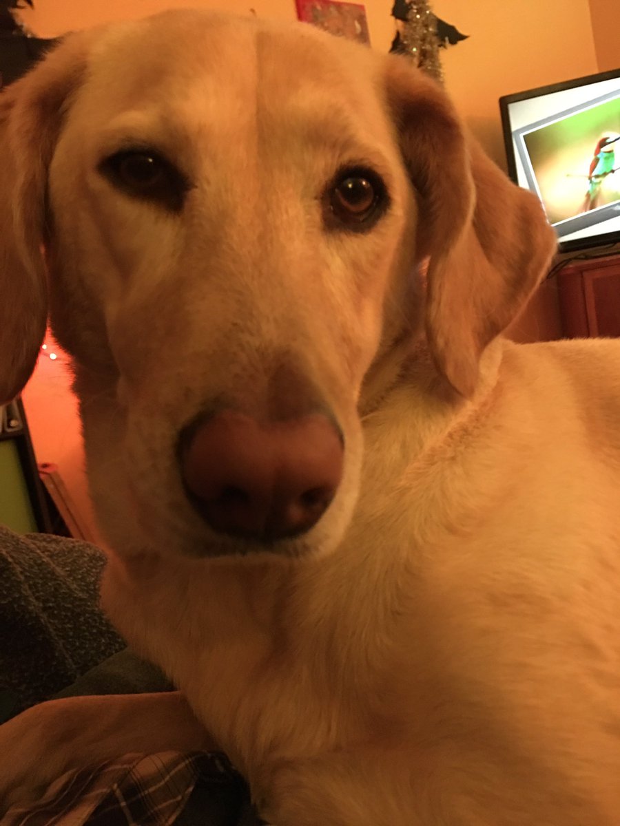 a good dog, facing forward