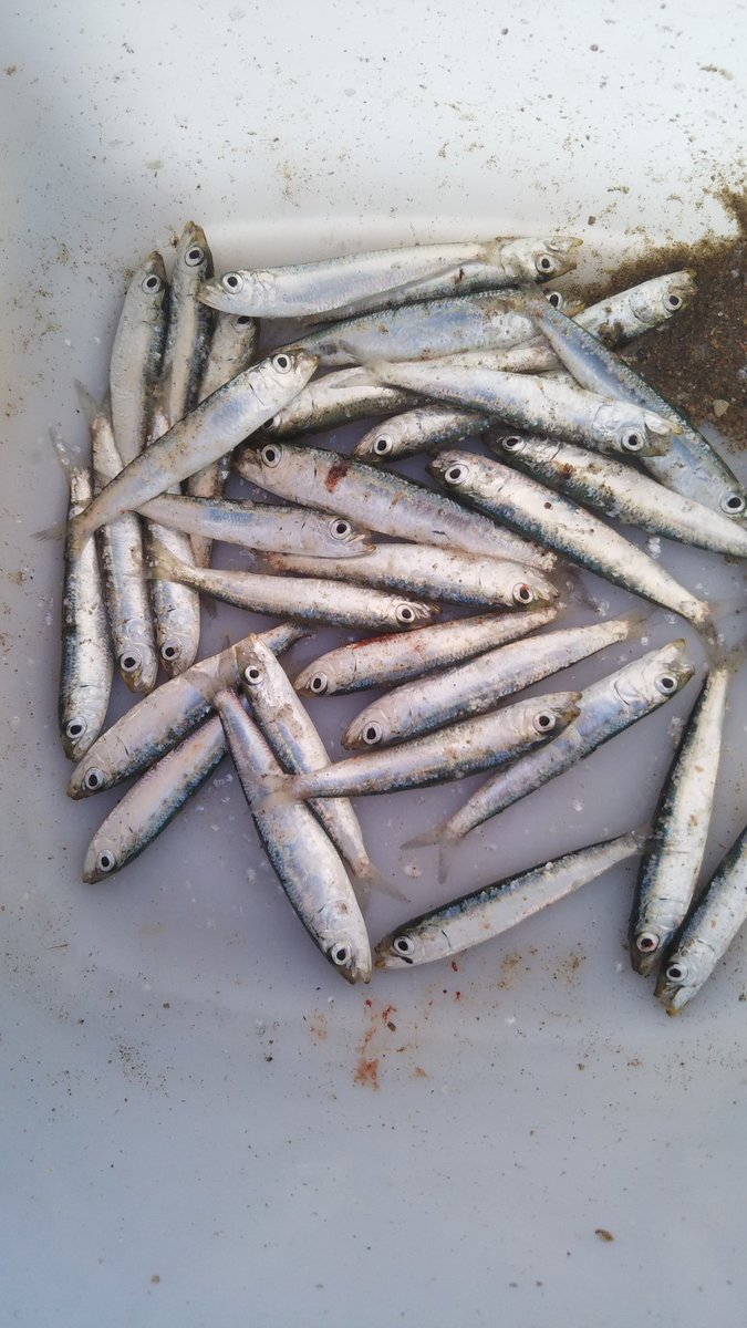 マチャ ツリアメ ツイ休止中 釣りエサのイワシを釣りに来た 小さくて唐揚げサイズがたくさん釣れる ので 唐揚げもいいが これからの釣りに向けて餌を確保する事は 釣り代を浮かす上で欠かせないことなので今日は我慢 イワシ釣れてるので 泳がせ