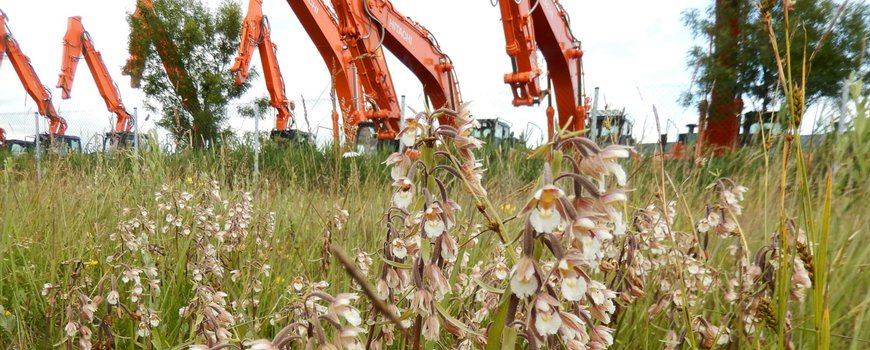 NatureTodayNL's tweet photo. Tijdelijke Natuur werkt! 10 jaar, 50 terreinen &amp; 3800 hectare verder https://t.co/IoP2LSFQIG https://t.co/0Go96DVYGV
