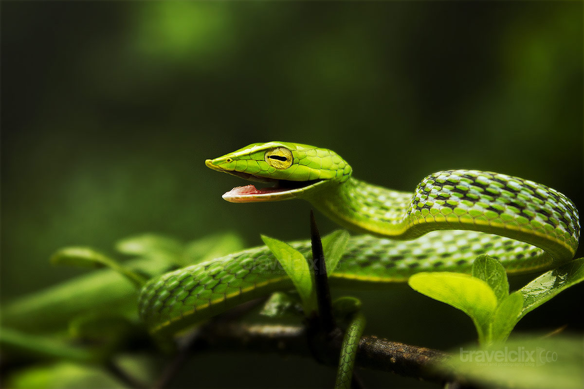 kedaranimator's tweet photo. Nature Trail through the green habitats of reptilian friends
👉https://t.co/cIEY9q99W3👈

#PhotoOfTheDay #photography #MondayMorning #MondayMotivaton #MondayMood #snakes #travel #canonphotography #Canon #PicOfTheDay #travelclix https://t.co/tTPul0CLj8