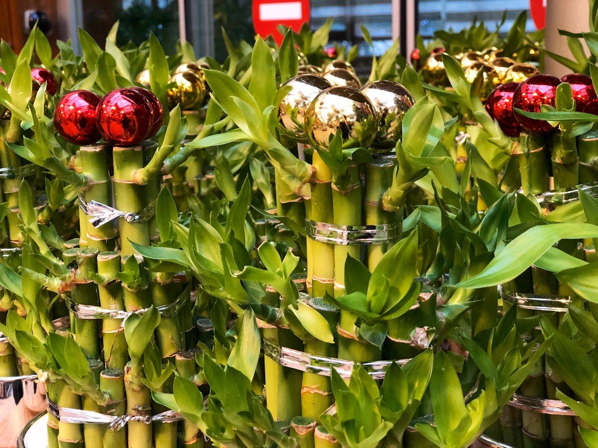 bahcemarket's tweet photo. Bambu, Bambusa aurea. Ev, ofis ve iş yeri gibi yaşam alanlarında kullanılabilen bir süs bitkisidir. Direkt gün ışığı almamalıdır. Suyu haftada bir değiştirilmelidir.
#bambu #bambubitkisi #bambuset #bambusa #BahçeMarket #Bahçeyedairherşey https://t.co/4cuG9rgCZe