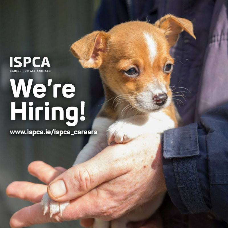 ISPCA on Twitter: ISPCA on Twitter: