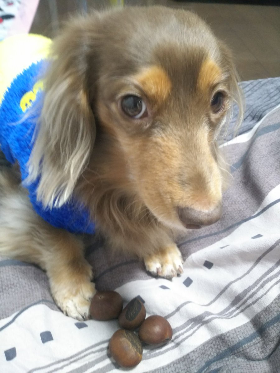 天津甘栗 Twitter Search