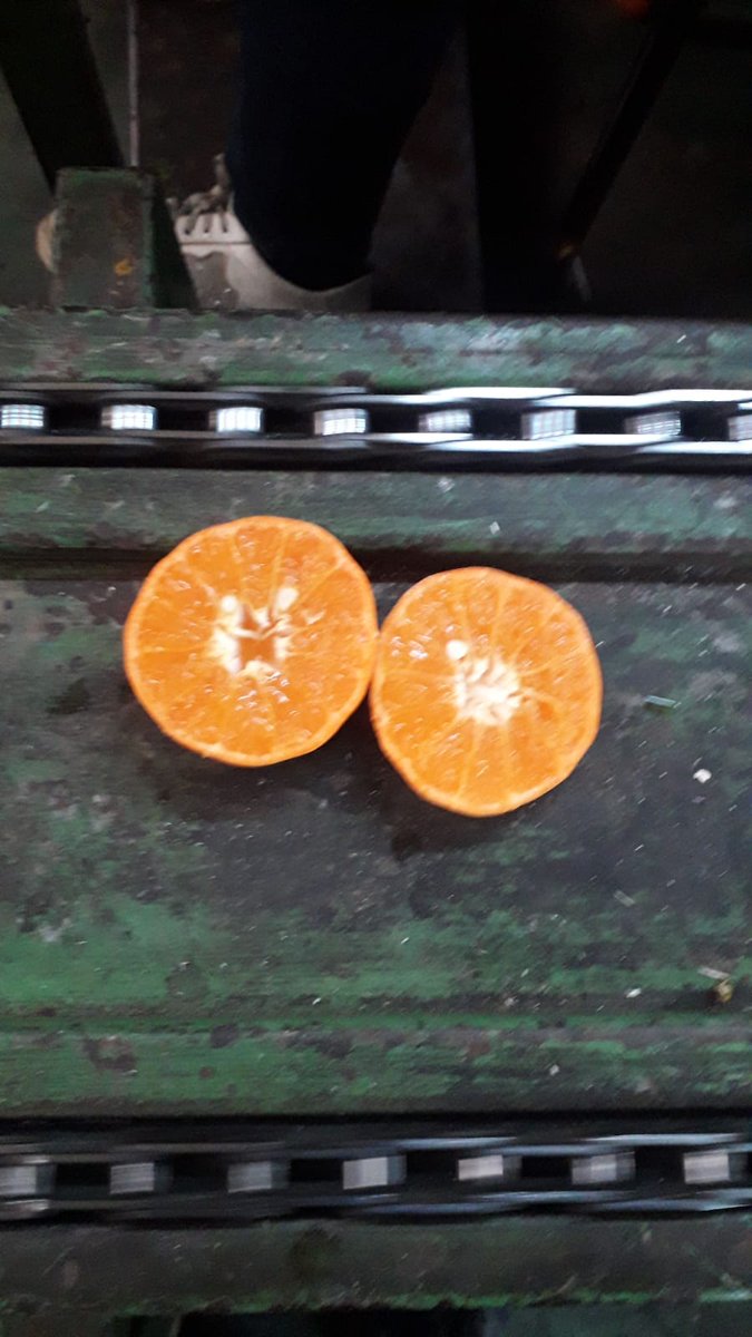 AkpaTurkey's tweet photo. W.Murcott mandarin. Fruit medium in size, firm, base and apex smooth. Rind thin, not easy peel able; surface flat, color yellow-orange at maturity. Flesh very juicy; flavor very rich and lively. Seeds small. MOQ - 1 truck / 1 container #mandarin #export #turkishorigin #murcott https://t.co/Z3HKtiRa5H