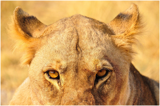 TulivuAdventure's tweet photo. Keeping a watchful eye.
A Lionesslocks eyes on her prey...

#masaimara #wildlifephotography #natgeo #africansafari #wildlifeconservation #animals #tours #africa #wildlife #travel #nature #safari #naturephotography #arusha https://t.co/g4deQiSCmb