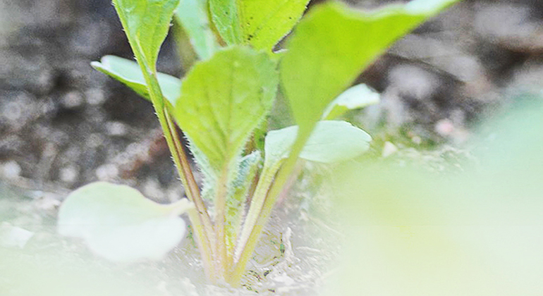 Livsmedelsdagen 2020 erbjuder föreläsningar, samtal på scen, utställare och möjlighet för deltagare att utbyta kunskap och nätverka med kollegor inom livsmedelsbranschen. Se hela programmet och anmäl dig här:  lansstyrelsen.se/vastra-gotalan…