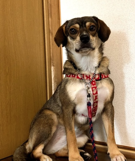 栃木県里親募集動物情報さん がハッシュタグ 栃木市 をつけたツイート