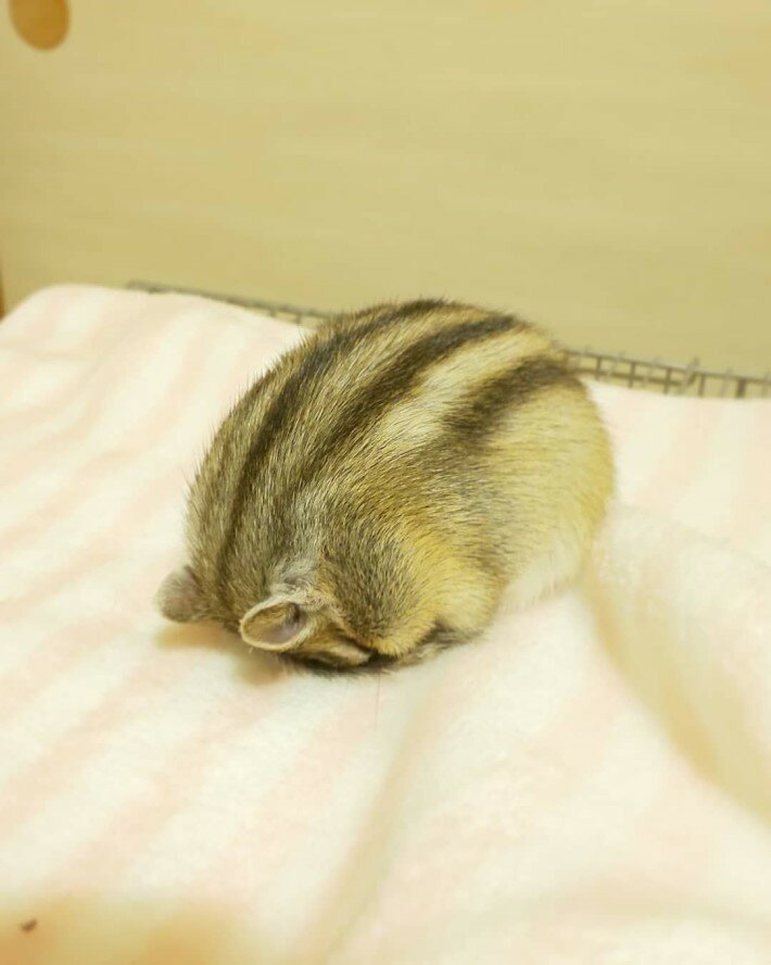 다들... 다람쥐 잠자는 자세를 봐줘