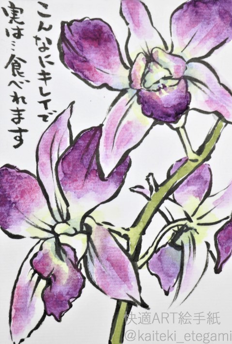 快適art絵手紙 デンファレという蘭の花を描いてみました 赤紫が綺麗な花弁は食用花としても人気だそうです 描き方解説動画もアップしました Youtube動画 T Co 0ajx2qvxbr チャンネルページ T Co Bz4ahpuzsr 絵手紙 イラスト 快適