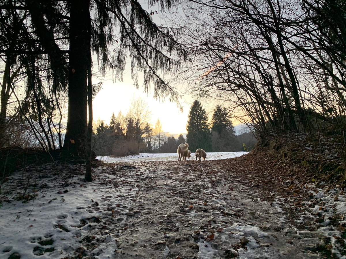 Enjoy_Nature_'s tweet photo. Morning walk 😇🐶

#MondayMotivation #MondayMorning #Dog #NaturePhotography #landscape #snowday #winter https://t.co/g5WGVH22w0