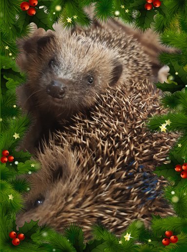 two little hedgehogs with a festive border