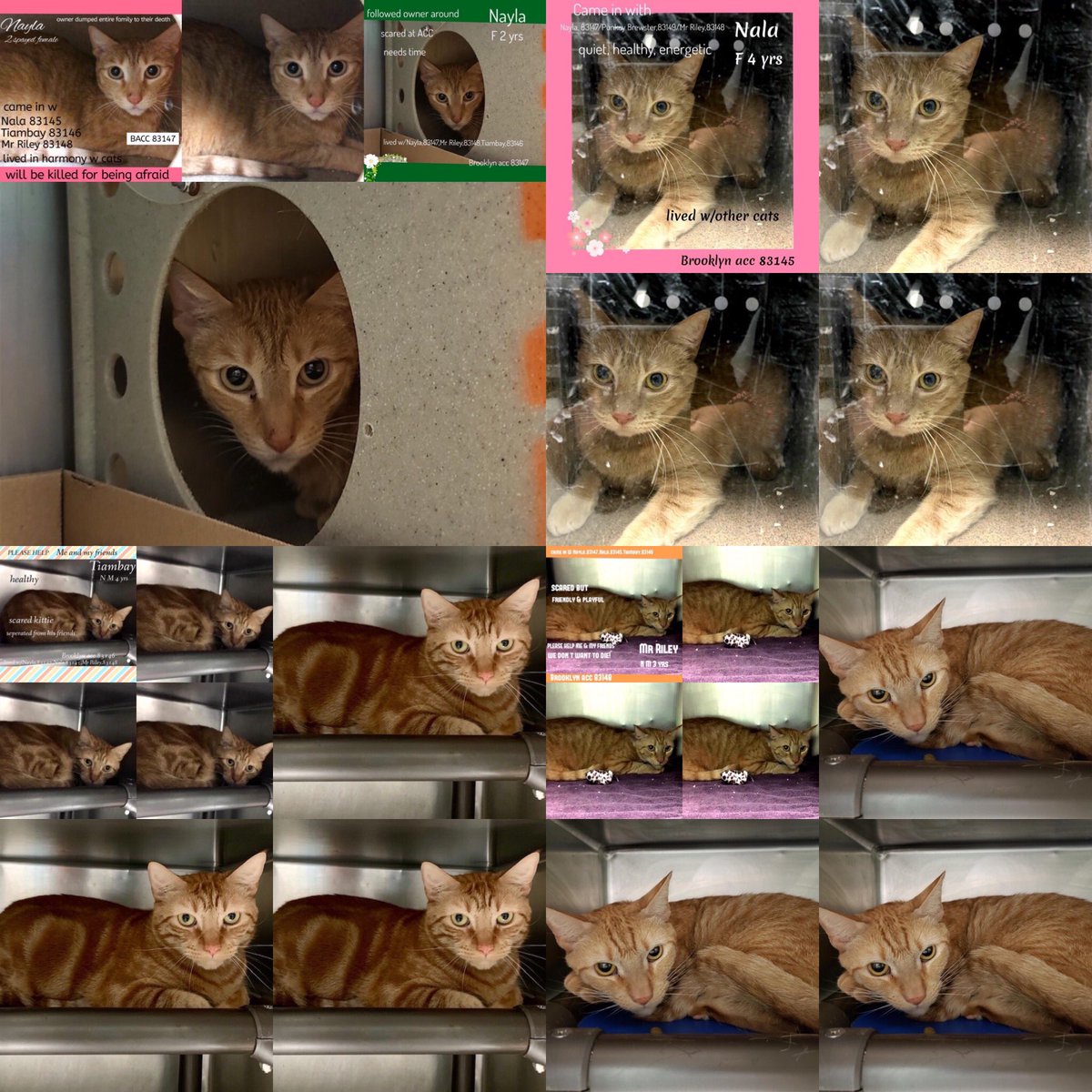 Kimberlykokourt's tweet photo. #Nayla, #Nala, #Tiambay, #MrRiley, #Santos, #Kosita, #Blitzen, #Eddie, #Melissa, #Luda and #Leon are the beautiful #cats and #kittens of the #NYCACC @NYCACC shelter that will be #euthanized on Tuesday 12-17-2019 at 12pm w/o a placement! #Cat! #CatsOfTwitter! #DeathRow! #CodeRed! https://t.co/X79XB1ENT6