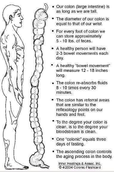 cleansewithin's tweet image. That’s pretty overwhelming information 🙈
Who out there takes it for granted that their Colon looks after itself? 🤔 
Don’t take the bowel for granted, it needs a helping hand.
Empty the body’s bin, check in and flush out 💦💩💦💩💦💩