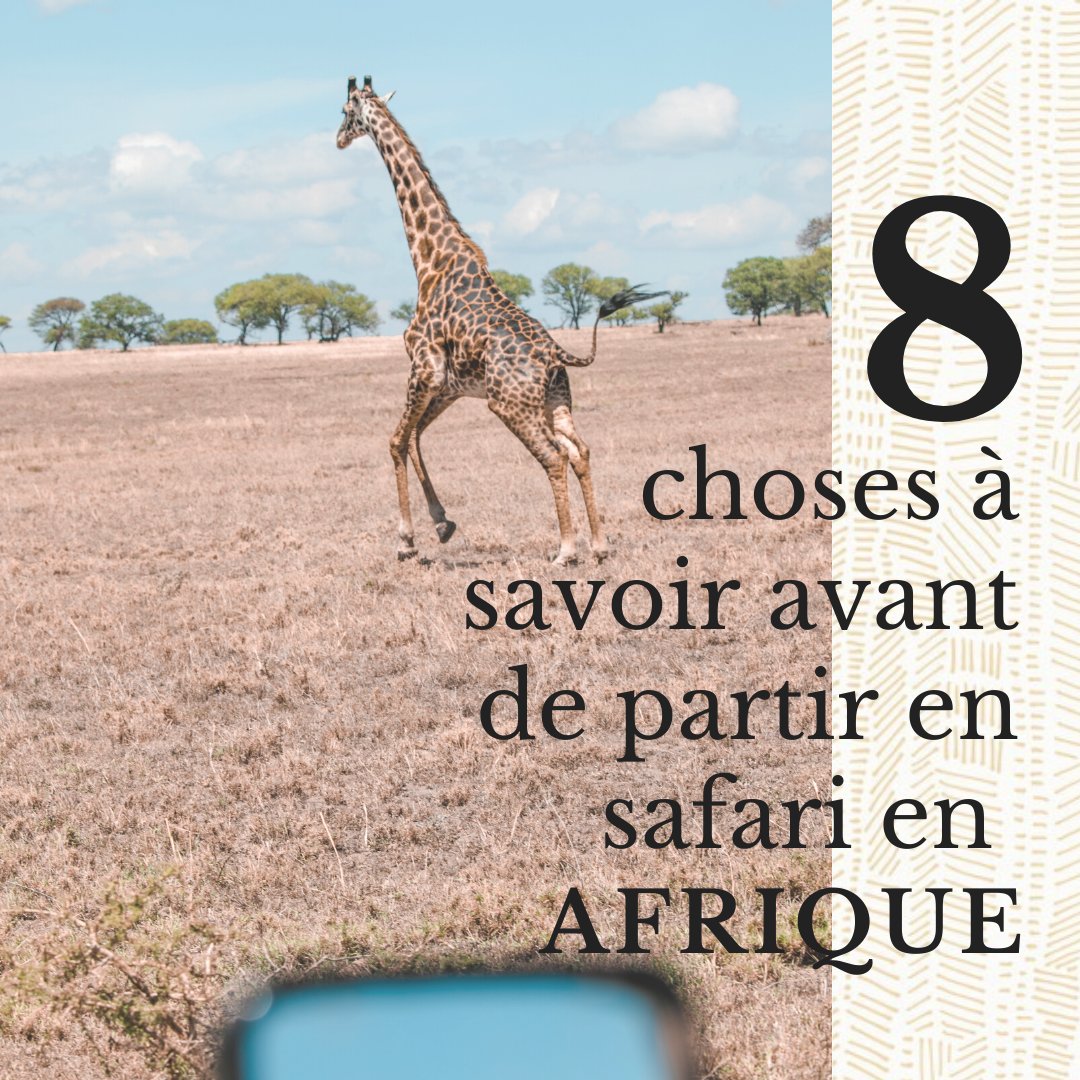 8 CHOSES À CONNAÎTRE AVANT DE PARTIR EN #SAFARI 🦁🦒🐘 Où partir en safari ? Comment ? Pourquoi ? Je vous dis tout !
lagirafequivole.com/8-choses-a-sav…
🦒
#tanzanie #namibie #afriquedusud #ouganda