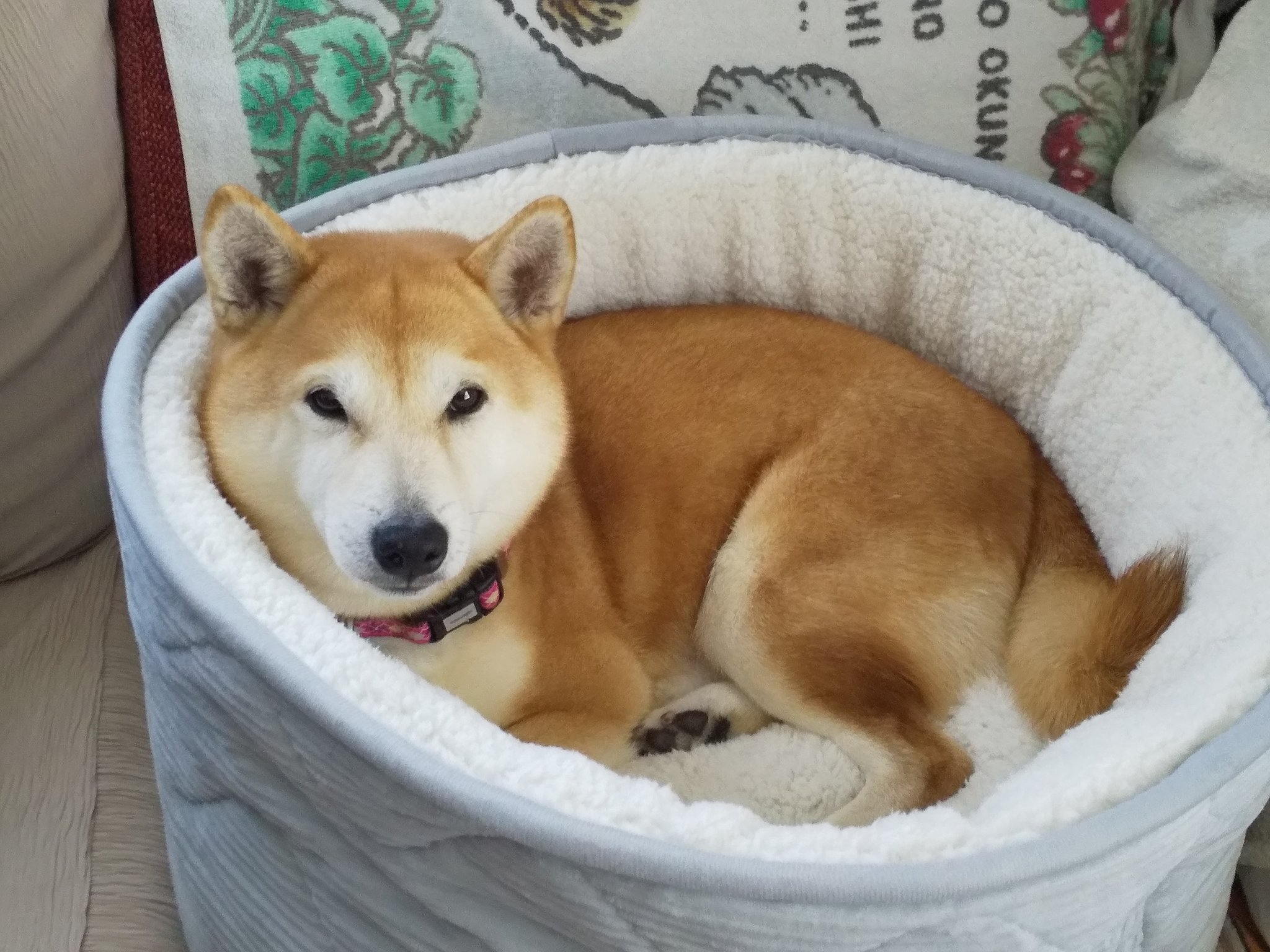 Arcoiris ニトリの 犬をダメにするベッド 宣材写真かと思うぐらい可愛くハマって グーグー寝たら 暑くてたまらなくなったらしい ｎウォームパワーさすが 柴犬 ペット用ベッド ニトリ