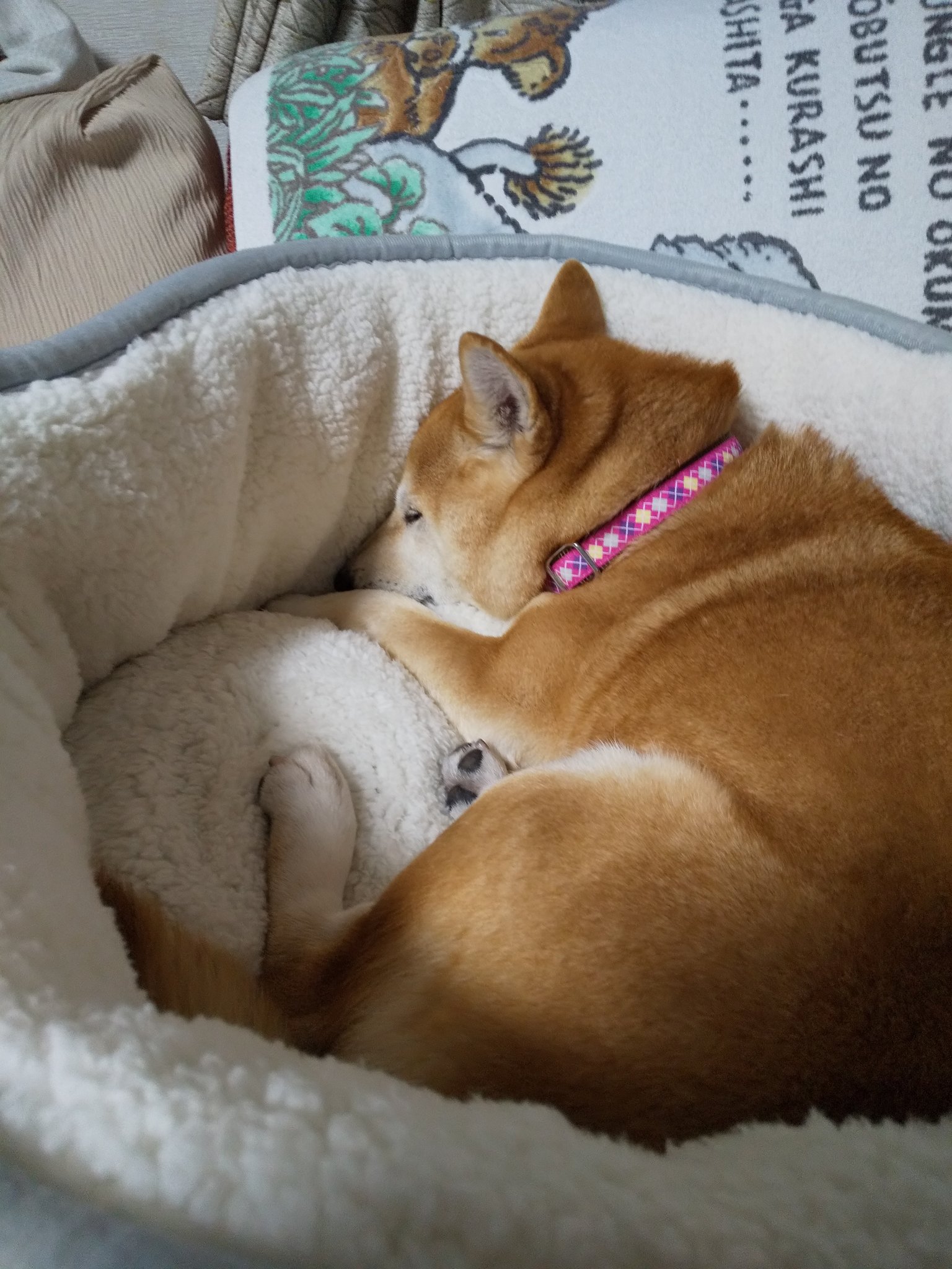 Arcoiris ニトリの 犬をダメにするベッド 宣材写真かと思うぐらい可愛くハマって グーグー寝たら 暑くてたまらなくなったらしい ｎウォームパワーさすが 柴犬 ペット用ベッド ニトリ