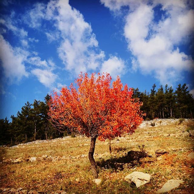 #autumn #autumnvibes🍁 #sonbahar #doğa #doğadayız #sky #cloudyskies #cloudy #bluesky #bodrum #bodrumturkey #nature #naturephotography #instanature #instanaturelover #instanaturefriends #haydidoğaya #doğayakaçış #doğasever #bodosk #hikingscene #hikingi… ift.tt/2PMLJXv