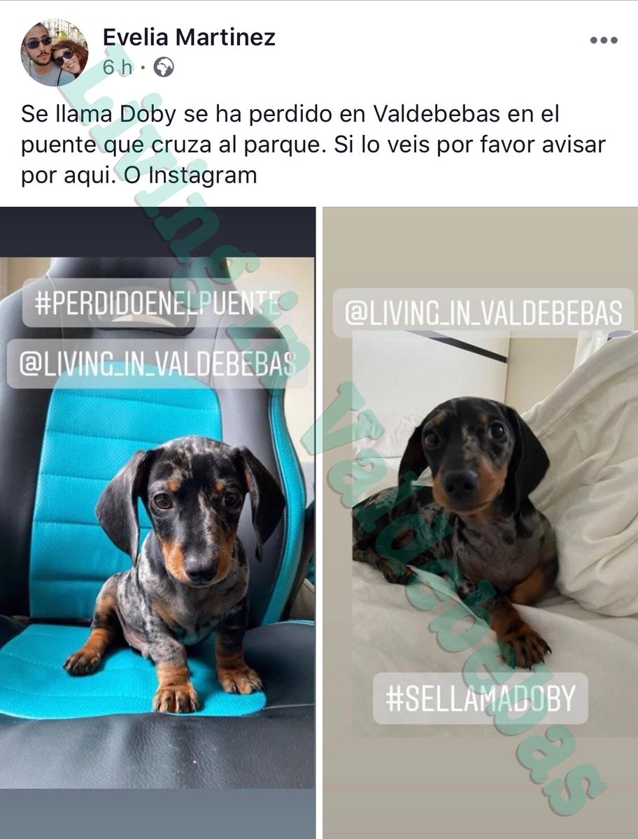 Se busca a este pequeño tekel de 4 meses con manchas como de camuflaje que salió ayer corriendo asustado. Si lo veis contactad con Pilar: 634 549 903 Gracias.