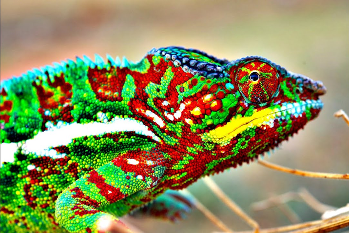 BalakrishnanGN's tweet photo. @ShekharGupta @MadKhosla Wonder why one remembers chameleon whenever one thinks of you! 🙄 https://t.co/iFBibbD0FM