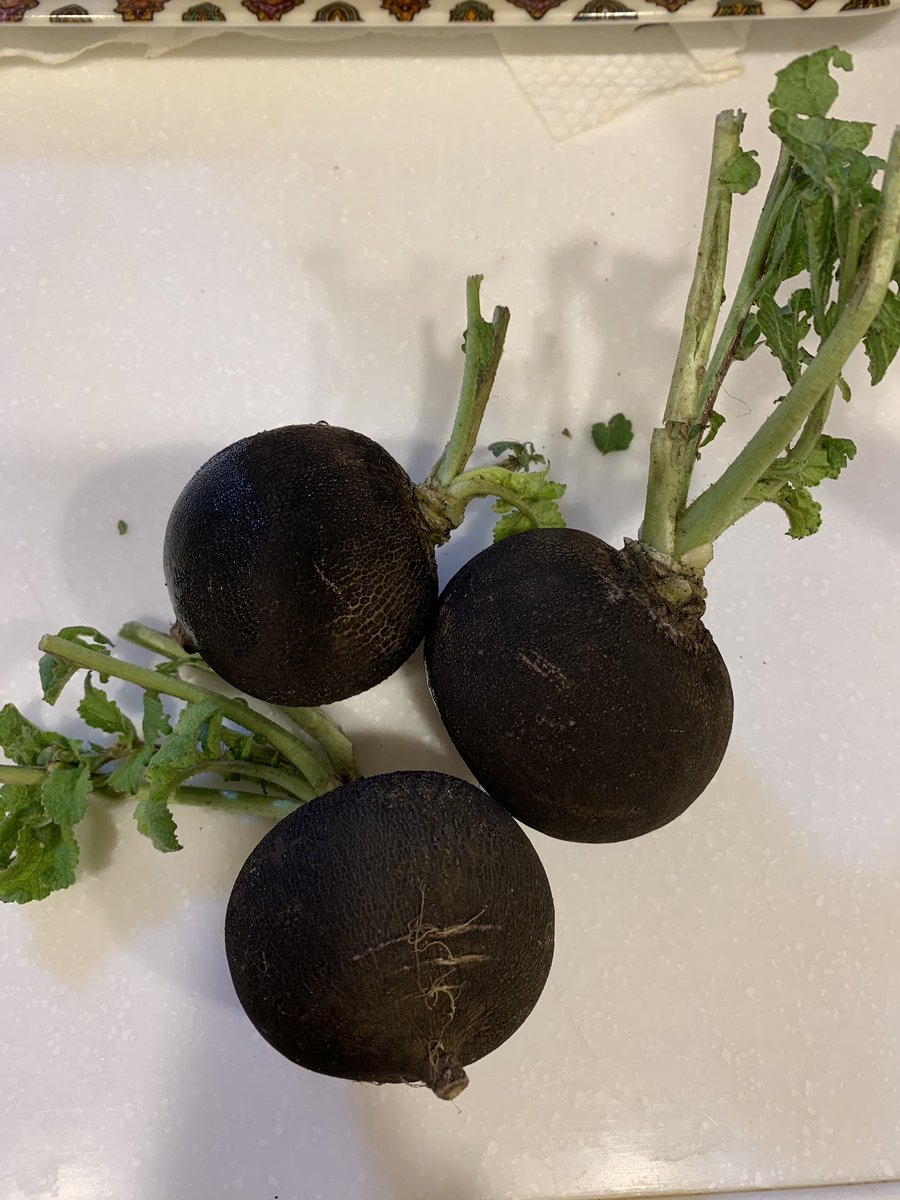 気にしないの介 初めての黒い大根 中は白い そしてちょっとかたい 黒大根