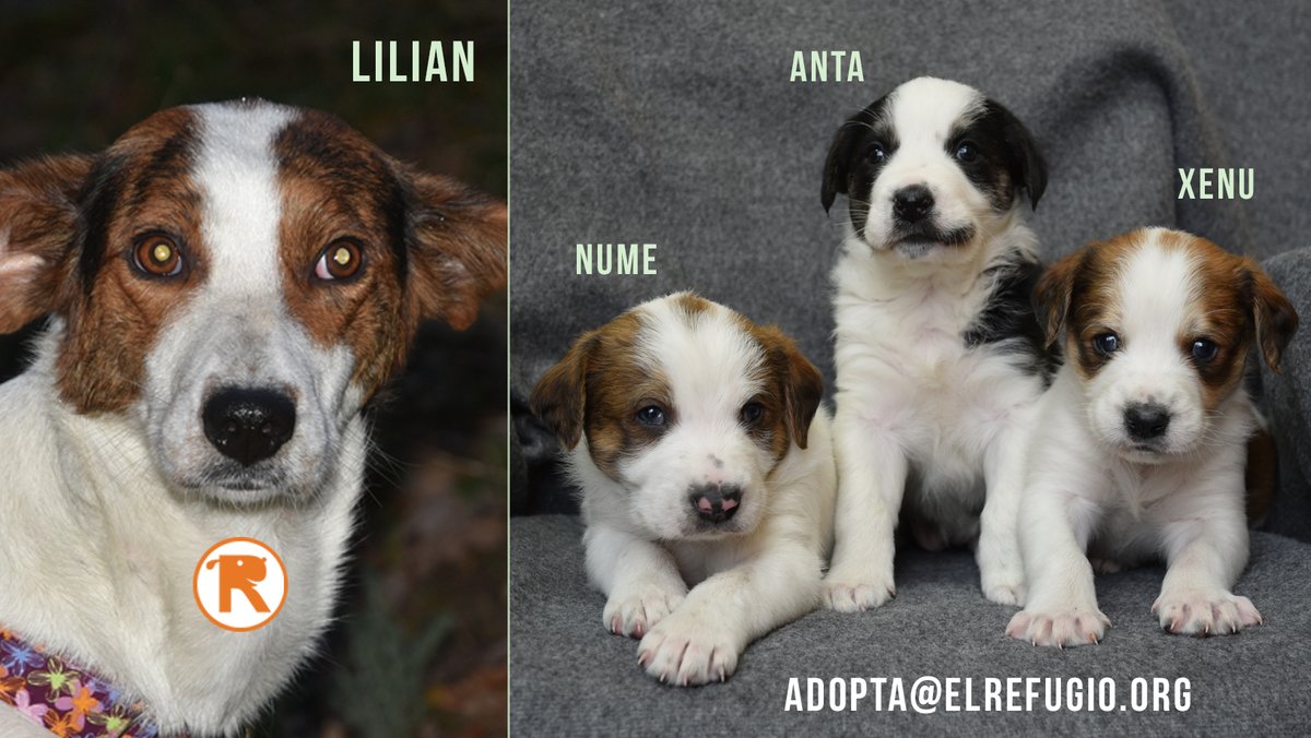 el_refugio's tweet photo. AYUDA URGENTE PARA ESTA FAMILIA.
Han sido rescatados en una cantera de Segovia.
Por favor, necesitamos adoptantes para ellos.
¡¡A ver si conseguimos que vivan su primera Navidad en familia!! 😇🥰🙏
adopta@elrefugio.org https://t.co/yy815kuDPt