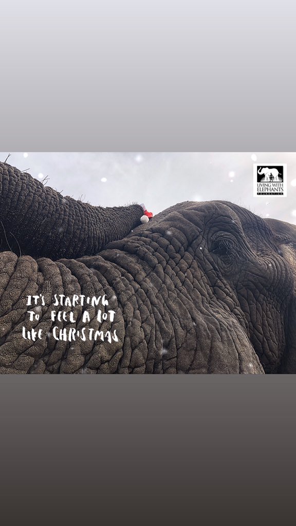 WithElephants's tweet image. Jabu is feeling the Christmas Spirit!