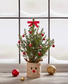 BritishFriendly's tweet photo. On the ninth day of Christmas, we are giving one lucky adviser the chance to win a mini Christmas Tree for your desk! #12DaysofChristmas
To enter, simply:
🔁Retweet this post before 4pm
🗨️Reply with your favourite Christmas film https://t.co/ueYGG0pS2O