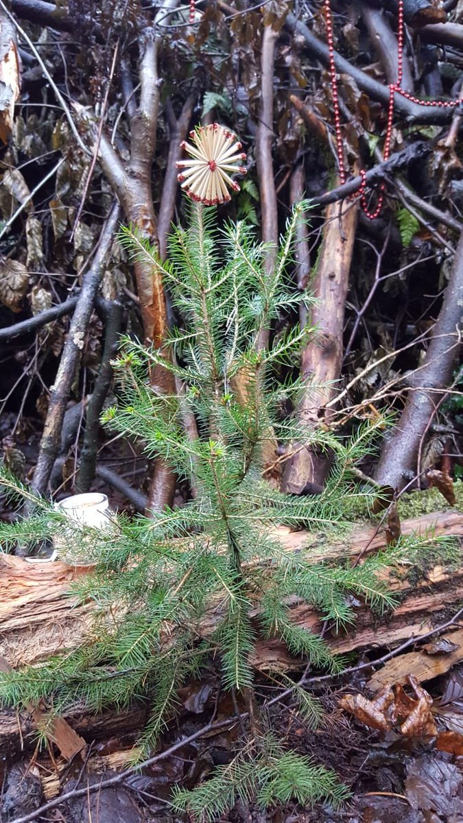 Merry Christmas from Fort Oak! (our Forest Schools project in Pollok Park)