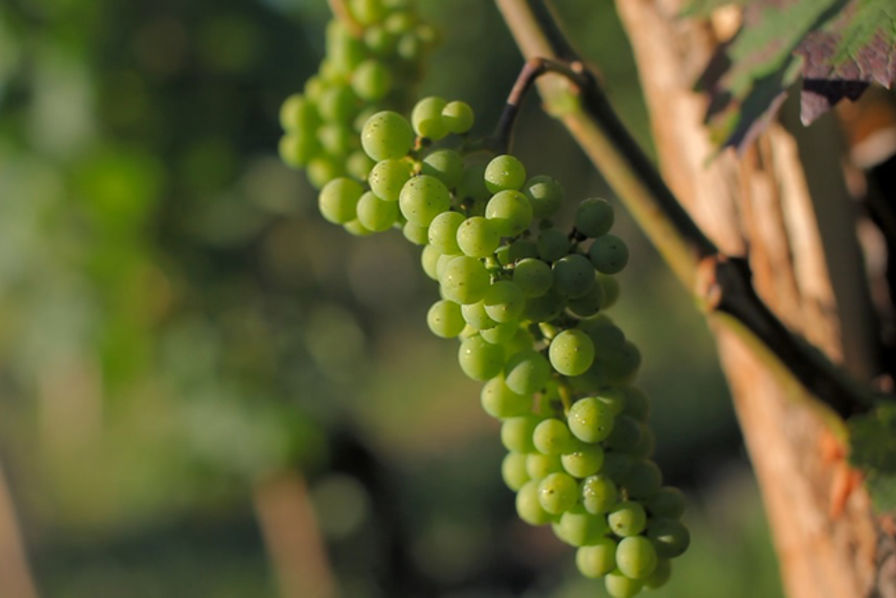 AlesMyriapolis's tweet photo. La France championne du #vin bio 🍇 https://t.co/4X9EsC6YCW in @usinenouvelle #bio https://t.co/pC02CxHSA4