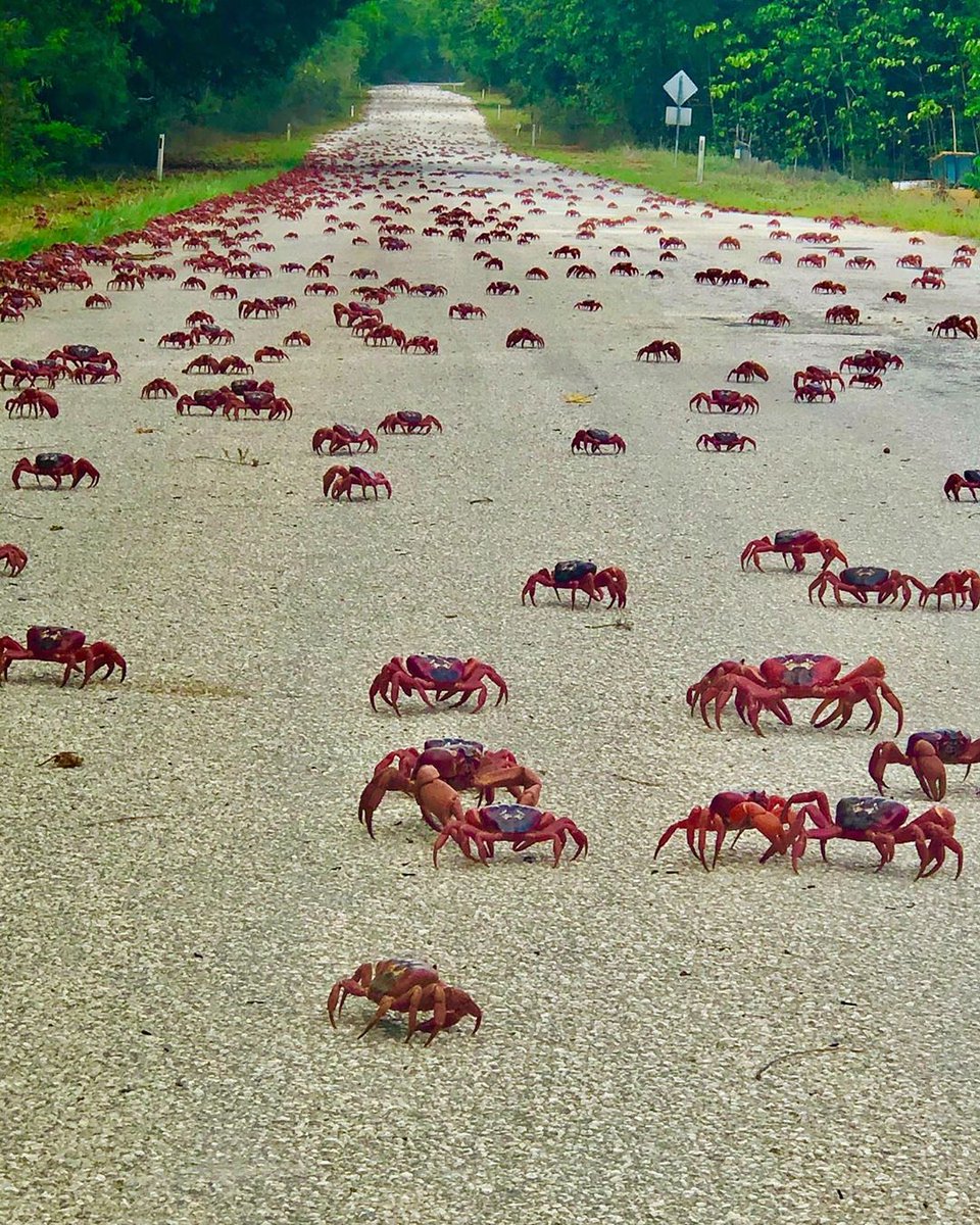 Australia on Twitter: crab! Millions red crabs are currently on the move on #christmasisland. 🦀🦀🦀 Around 60 million land crabs make their way from the forests down to the