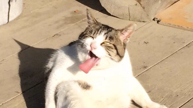 猫が脚を舐めようとした結果？なんかすごい顔になってるwww