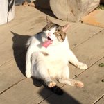 猫が脚を舐めようとした結果？なんかすごい顔になってる!