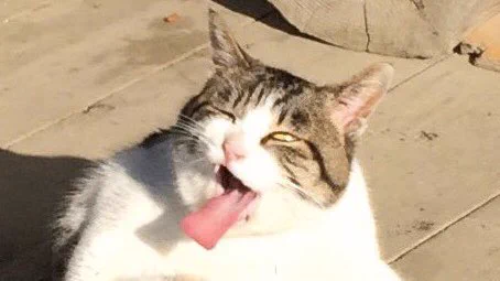 猫が脚を舐めようとした結果？なんかすごい顔になってるwww