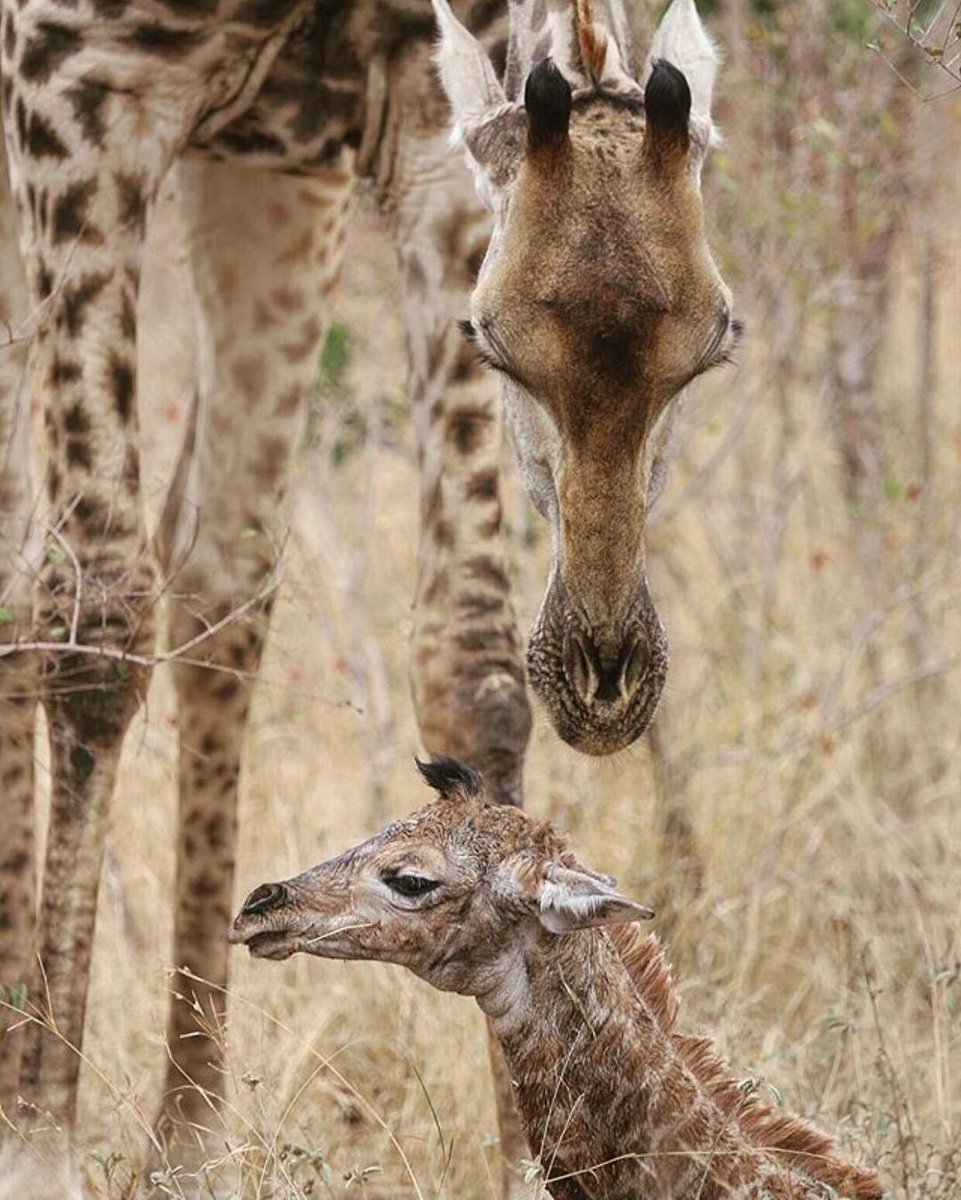 bestnorthern1's tweet photo. Gorgeous!!!
Mothers are the inevitable creation of god with incomparable love.
#realmotherhood #mommystatus #mommymode #tanzania #keepexploring #backpacker #backpackers #travelandlife #worldlust #bestvacation #fantastic_earth #travelforlife #traveltime #worldnomads https://t.co/dfy30gJW38