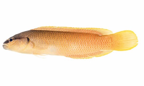 AlyssaMarshell's tweet photo. Happy to donate an Oman-wide #cryptobenthic fish collection to @ONHM85 as a gift from collaborators @joey_squishfish and @AmandaHay13 at @austmus and part of a @AustArabCouncil funded project https://t.co/rAwoWZQqIQ