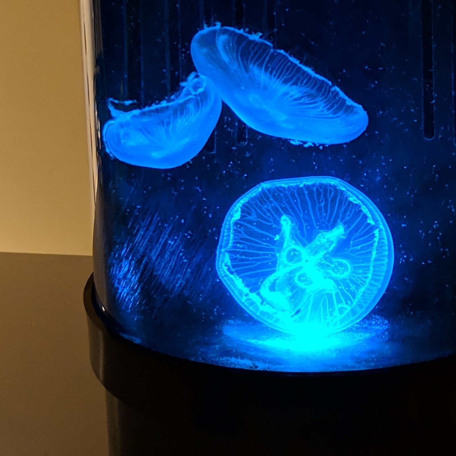 Pet Jellyfish Uk - hbf0gfs