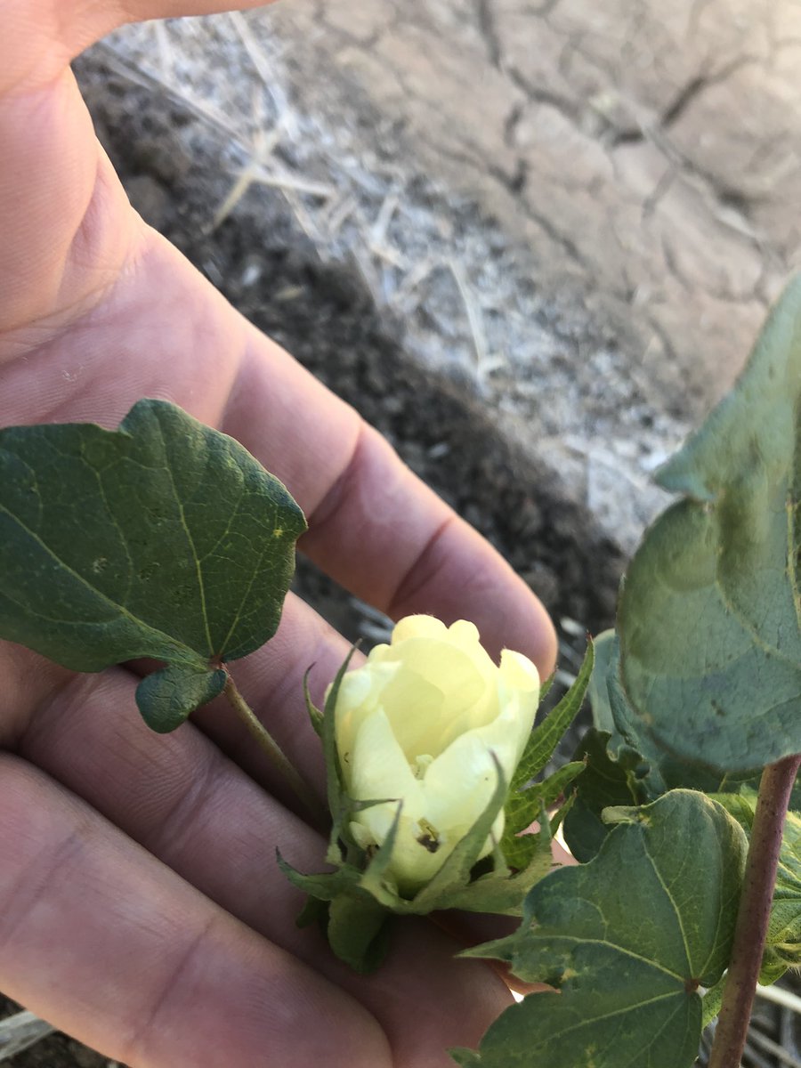 IMAG_Consulting's tweet photo. Forbes Cotton 1st planted under film early flowers found today. On track to reach 1st flower by 20th Dec.  Crop has battled 62 days of cold shock. Now @ 16-17 nodes, 8-9 NAWF. Will be interesting to see how many early bolls can be stuck with the week of heat on it way 🔥? https://t.co/7vOf1xsAFc