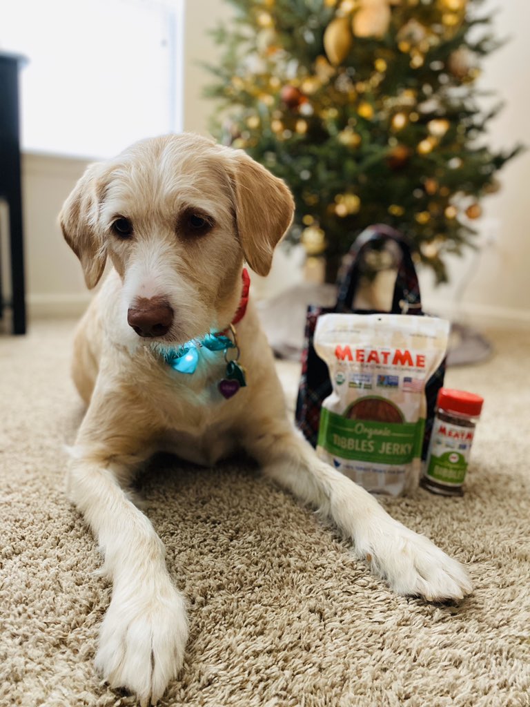 Lily loves her MeatMe treat bag available <a href="/gentleharvest/">Gentle Harvest</a> while supplies last. Each holiday tote includes a certified organic, certified humane jerky treat bag, topper shaker with proteins of your choice and a collapsible travel treat bowl!