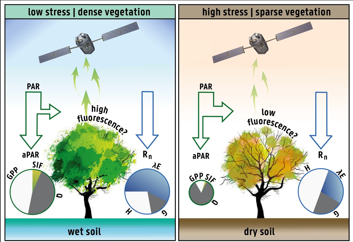 Carbon vegetal para que sirve