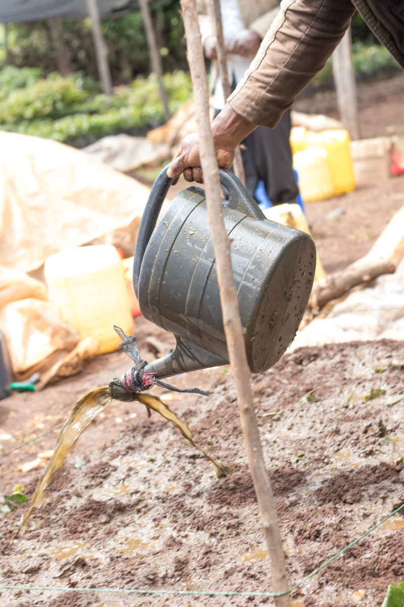 The famers don't have to venture into the Mau Forest anymore. Instead, they support <a href="/KeForestService/">Kenya Forest Service</a> in efforts to conserve the water catchment area. They also educate the forest adjacent communities on alternative and sustainable sources of income. #MondayMotivation